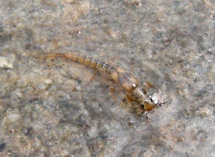 Sotto i sassi del fiume Secchia: larve di Ephemeroptera e Plecoptera